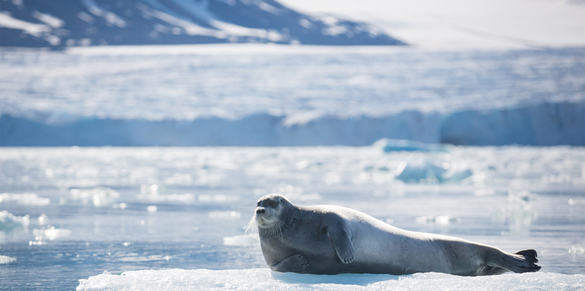 Svalbard Explorer: Best of High Arctic Norway